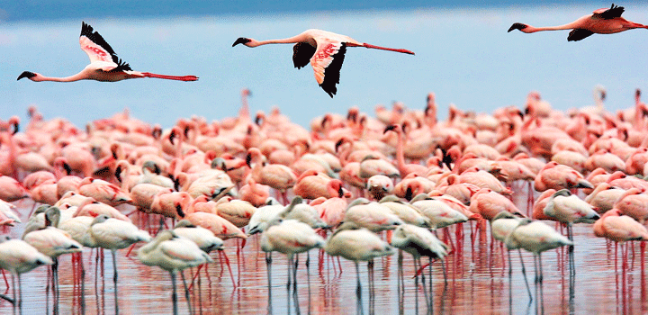 Flamingos in Mayani Bird Sanctuary